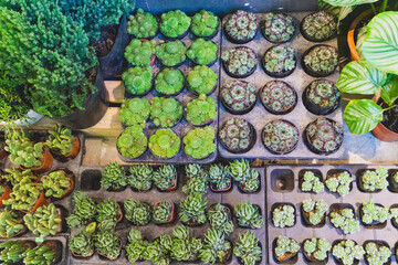 Various miniature succulent plants or succulent cactus growing in the pots. Collection of indoor house plants