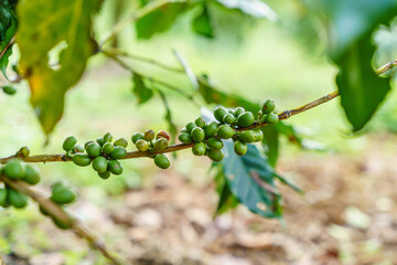 Fresh coffee beans on branch of coffee plant. Leaves of arabica coffee tree nursery plantation. Coffee beans ripening on a tree. 

Selective focus. blurred background.