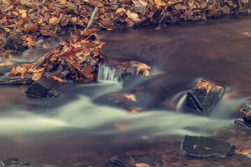 River in the woods in autumn