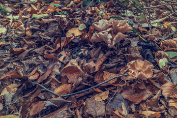 autumn leaves on the ground