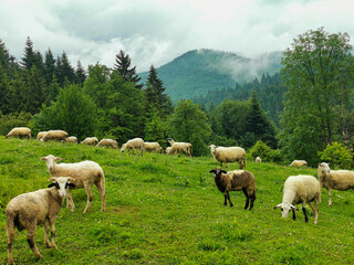 sheep on the meadow
