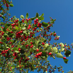 Crataegus laevigata, midland hawthorn, English hawthorn, woodland hawthorn or mayflower