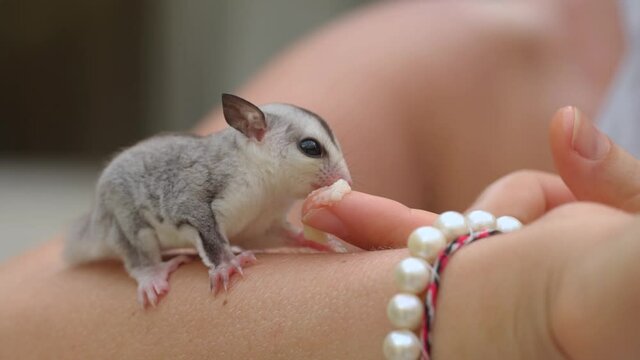 Macro shot of a tiny sugar glider sitting and eats on a person's hand