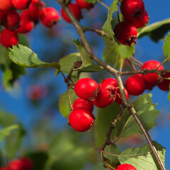 Crataegus laevigata, midland hawthorn, English hawthorn, woodland hawthorn or mayflower
