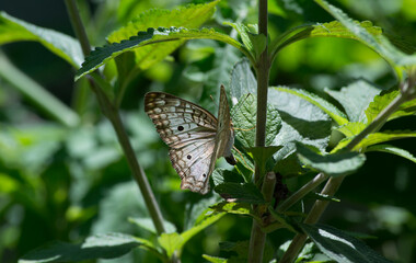 Butterfly Anartia jatrophae under leaves of the lemon balm (Lippia alba) in the city of Rio de Janeiro, Brazil.