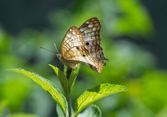 Butterfly  Anartia jatrophae under leaves of the lemon balm (Lippia alba) in the city of Rio de Janeiro, Brazil.