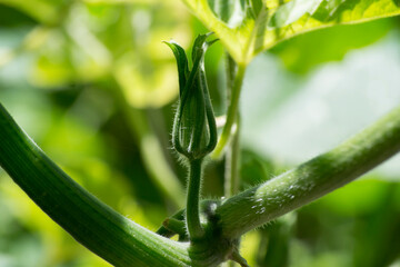 Male flower bud of pumpkin (Cucurbita) in organic cultivation formation in the city of Rio de Janeiro, Brazil.