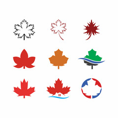 Maple leaf vector illustration design template
