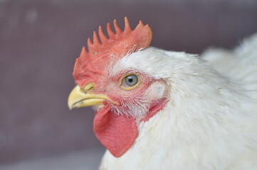 White Chicken. Portrait of a chicken head.