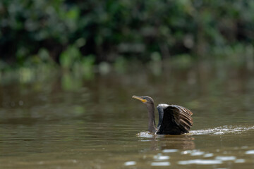 The neotropic cormorant or olivaceous cormorant (Nannopterum brasilianum)