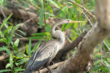 The Anhinga (Anhinga anhinga)