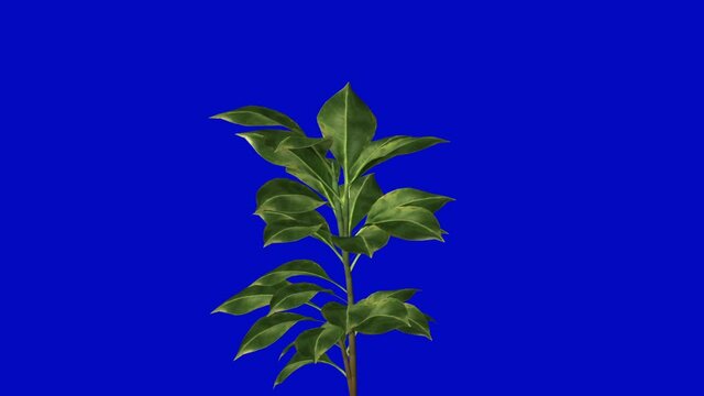 Animated Growing plant on blue screen, animated 3d plant with leaves on blue background, plant growth animation