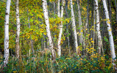 Obraz premium birch tree trunks in autumn