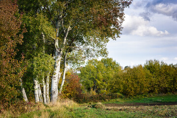 Fototapeta premium Autumn landscape with trees in Burgenland Austria