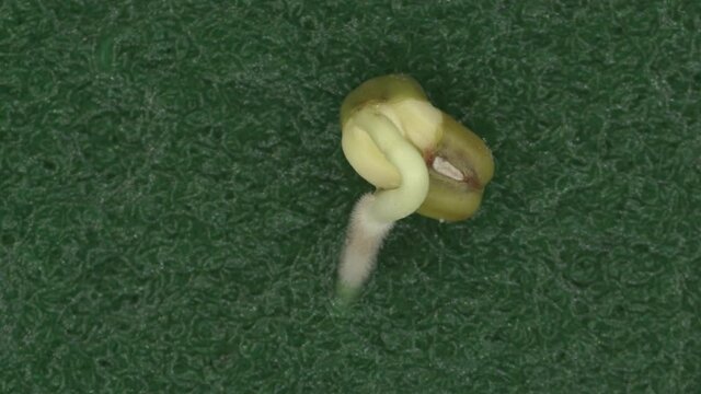 Germination of seed plants macro photography time lapse
