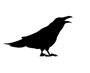 Crow illustration design