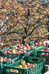 Picking apple fruits from tree in a orchard into the boxes. Apple crop in autumn.  Selective focus.