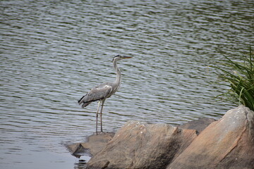 A swan bird sitting on a rock