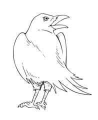 Crow illustration to coloring