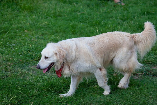 Great Pyrenees Dog or Pyrenean Mountain Dog running on the green grass with protruding tongue and white fluffy hide.