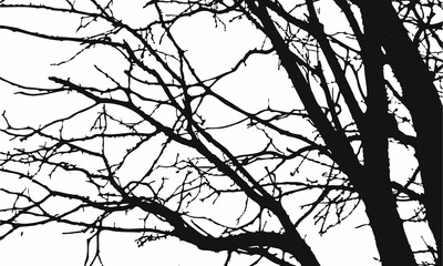 Vector tree branches isolated