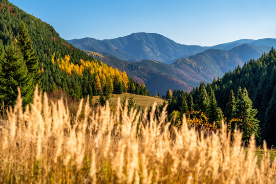 Autumn graas on meadow near forest. Hill Salatin in Low Tatras mountains at backgroud. Slovakia