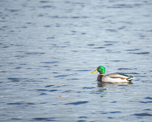a photo walk in a local park