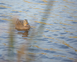 a photo walk in a local park