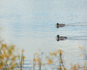 a photo walk in a local park
