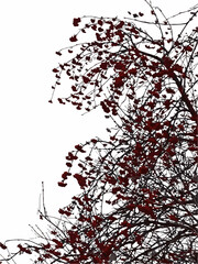 Rowan branches vector isolated