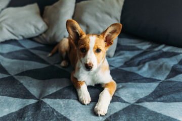 Adorable puppy laying on the blue blanket. Portrait of a little dog.