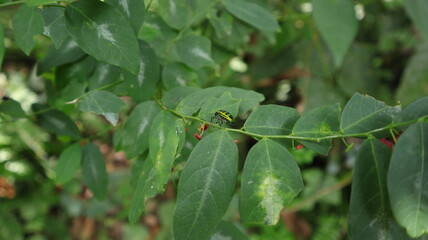 A metallic green jewel bug walking on top of a flowered star gooseberry leaflet's stem