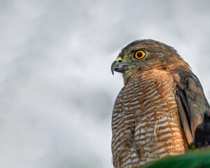 Shikra in resting mood