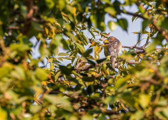 Shikra hidden in leafs
