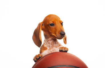 image of dog basketball white background 