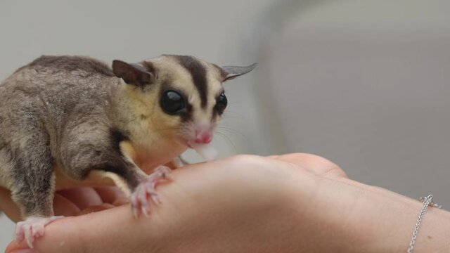 Macro shot of a tiny sugar glider sitting and eats on a woman hand