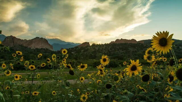 Lockdown Time Lapse Growth Of Sunflowers On Landscape From Sunset To Night - Colorado Springs, Colorado