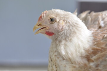 Portrait of a white broiler chicken