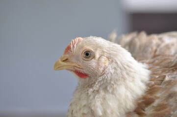 Portrait of a white broiler chicken