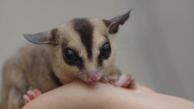 Close-up of a sugar glider sitting on a person's arm and looking around