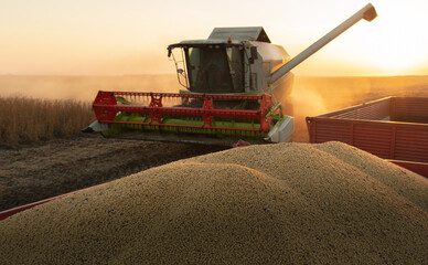 Harvesting of soybean field with combine.
