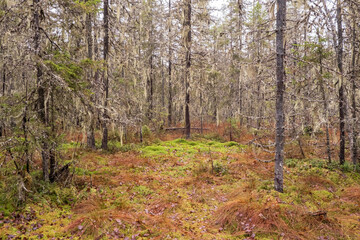 Obraz premium Waterlogging of the forest. Dying trees, pines and spruce in the moss, on an autumn.