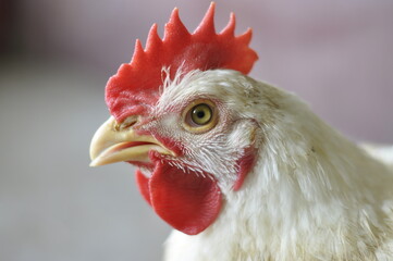 Portrait of a white broiler chicken
