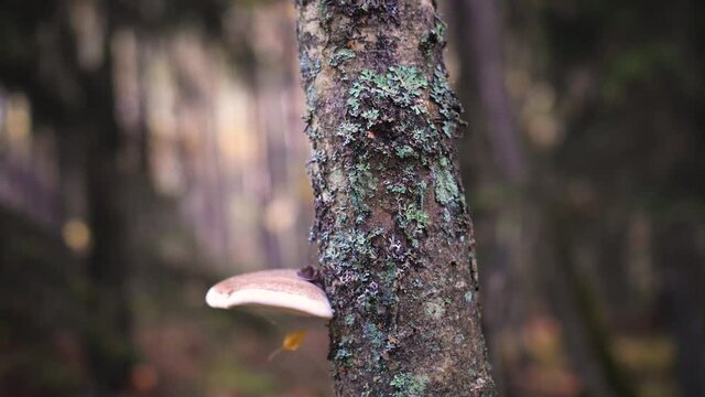 A parasitic fungus (Phellinus igniarius) on a tree trunk in the forest. Blurrred background, focus on tree with fungus.