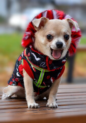a small funny dog Chihuahua puppy sitting alone on a bench dressed in an elegant autumn jumpsuit 