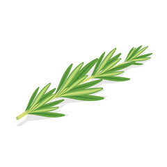 Rosemary branch. Vector 3d isometric style, color icon illustration. Creative design idea and infographics elements.