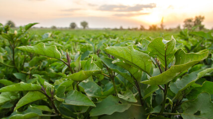 Fototapeta premium Eggplant plantation field. Agroindustry. Farming landscape. Growing vegetables. Agronomy. Agriculture and agribusiness. Agricultural subsidies. Growing and producing food on the farm. Selective focus