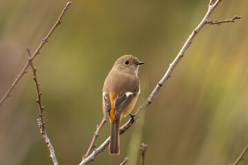 ジョウビタキの雌の後ろ姿