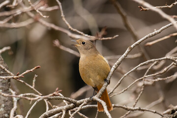 Fototapeta premium 鳴くジョウビタキの雌