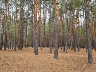 trees in the forest